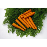 Hectarul - Seminte Morcov MAESTRO F1 VILMORIN 25000 seminte